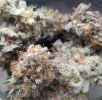 Humboldt Seed Company Jelly Rancher - foto de HerbalKint