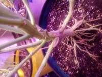 Humboldt Seed Company Purple Panty Dropper Auto - foto de Scoob
