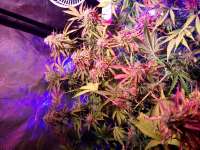 Humboldt Seed Company Purple Panty Dropper Auto - foto de Scoob