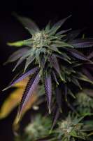 Humboldt Seed Organisation 707 Headband - foto de supernova777