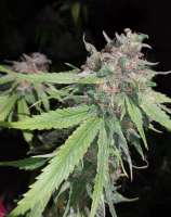 Imagen de alexQC (707 Headband)