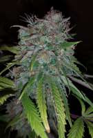 Imagen de alexQC [707 Headband]