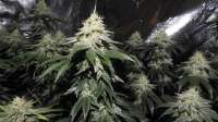 Imagen de ThinkDifferent (Amherst Sour Diesel)