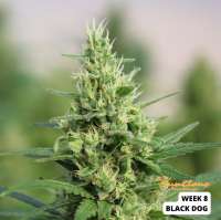 Humboldt Seed Organisation Black D.O.G. - foto de SunClone