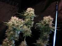 Imagen de LEDgrowman (Blueberry Headband)