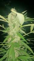 Imagen de jeanield (Blueberry Headband)