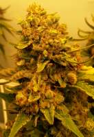 Humboldt Seed Organisation Bubba Kush - foto de Spokesperson