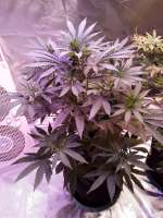 Humboldt Seed Organisation Bubba Kush Autoflowering - foto de papaseed211