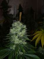 Humboldt Seed Organisation Chemdawg - foto de Gangio