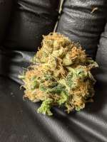 Imagen de highmountaingrower (Chocolate Mint OG)