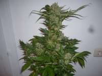 Imagen de merlin (Dedoverde Haze)