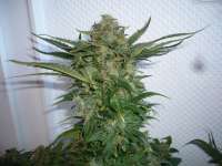 Imagen de merlin (Dedoverde Haze)