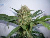 Imagen de merlin (Dedoverde Haze)