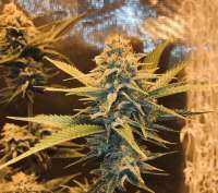 Humboldt Seed Organisation Dedoverde Haze - foto de TheGreatWhite