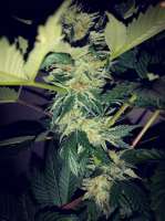 Humboldt Seed Organisation Ewe-2 - foto de Grower93