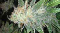 Imagen de alexQC [Green Crack]