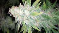 Imagen de alexQC (Green Crack)