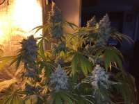 Imagen de delahouse1 (Green Crack)