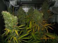 Humboldt Seed Organisation Lemon Thai Kush - foto de guerillagrower