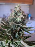 Imagen de loveweed27 (OG Kush)