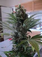 Imagen de loveweed27 (OG Kush)