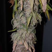 Imagen de Nicktler [Pineapple Skunk]