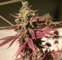 Humboldt Seed Organisation Pineapple Skunk - foto de Moernest