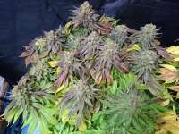 Imagen de lesavoirestunearme7Z (Sour Blueberry)