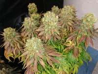 Humboldt Seed Organisation Sour Blueberry - foto de lesavoirestunearme7Z