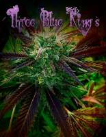 Humboldt Seed Organisation Three Blue Kings - foto de KeganLee