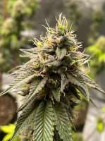 Humminbird Genetics Devil Fruit - foto de ChicagoSeedCo