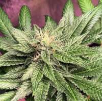 Humminbird Genetics Shaman Buu - foto de ChicagoSeedCo