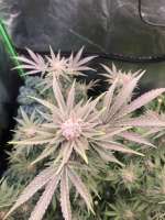 In House Genetics Black Cherry Pie - foto de Mycraftcannabis