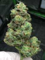 In House Genetics Bluenana - foto de weeed