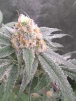 In House Genetics Platinum Punch - foto de Mike11961