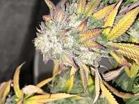 In House Genetics Sticky Glue - foto de Dutchman420