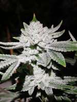 In House Genetics Sticky Glue - foto de Timbobeanz