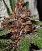 In House Genetics Sweet Cherry Pie - foto de EthixG