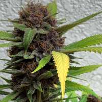 Inland Valley Genetics Melba - foto de InlandValleyGenetics