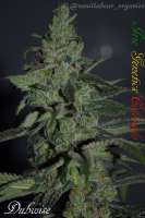 Irie Genetics Dubwise - foto de Vanillabear