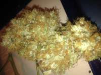 Imagen de Jblack420 (Golden Goat)