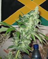 Jamaica Seeds Sweet Tunisian - foto de fragkilla