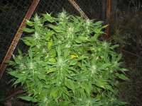 KalySeeds Green Yve - foto de KALYSEEDS