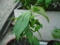 Imagen de KALYSEEDS (IMPA Ruderalis)