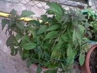 Imagen de KALYSEEDS (IMPA Ruderalis)