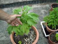 Imagen de KALYSEEDS (Mexsativa)