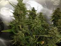 Kannabia Seeds Baby Boom - foto de Rizla48