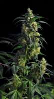 Imagen de SativaFred (Domina Haze)