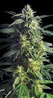 Kannabia Seeds Original Berry - foto de SativaFred