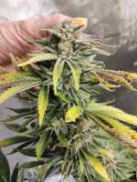 Karma Genetics Cheesy Rider - foto de KiefStone